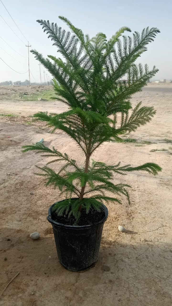 السلام عليكم ورحمة الله وبركاتة
تم وصول وجبه جديده من الشتل 

مشتل بغدآد بلاࢪوز 
الشتل 

مـشـتل بـغــدآد بـلاࢪوز 

ثوية عراقية
وثويه اجنبيه
وثويه كف مريم 
ࢪمان  شهربان 
بخور 
تكي عراقي + تگي اجنبي 
شتله الفڪس 
اكاسيه
عنب اسـود ࢪئاسـي 
تـين بـلـد 
سبحبح
نبگ تفاحي البصراوي
زيتون خستاوي 
جـهـــــنـمـي

الــعنوان قـضـآء الشࢪقاط الـسگنـيه مـقـابيل قـاعه دࢪيم ستي 
لتفاصيل اگثر اتصل عله هاذه الࢪقم ***********
وحياگم الله الجميـ؏
