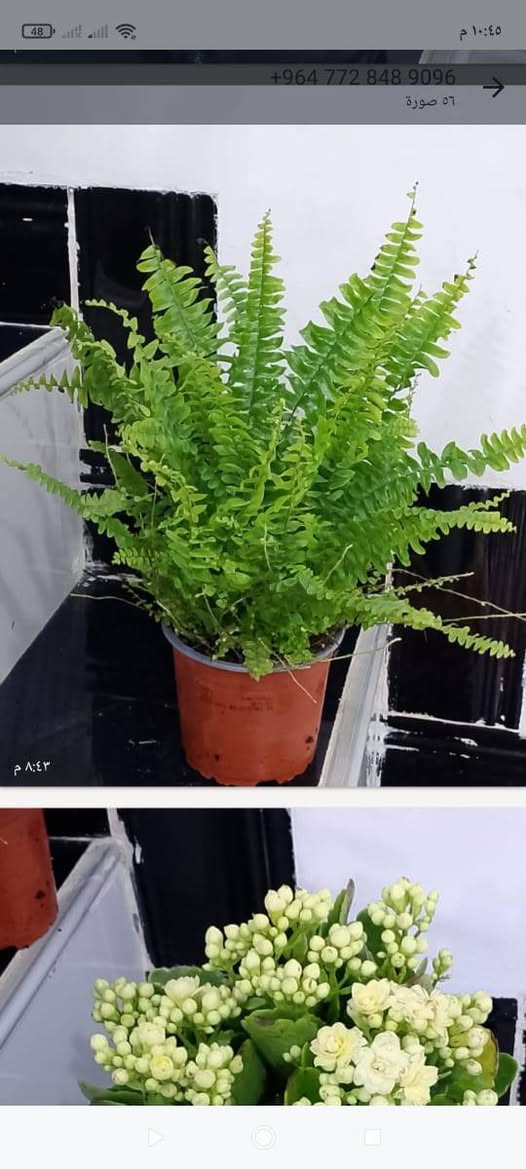 نبااتات ضليه دائميا بأنسب الاسعار يوجد لدينا توصيل جميع مناطق كركوك لل استفسار مراسلة الصفحه


**إذا كنت صاحب هذا الإعلان وتريد حذفه لأي سبب، رجاءا أرسل رسالة إلى الدعم الفني**