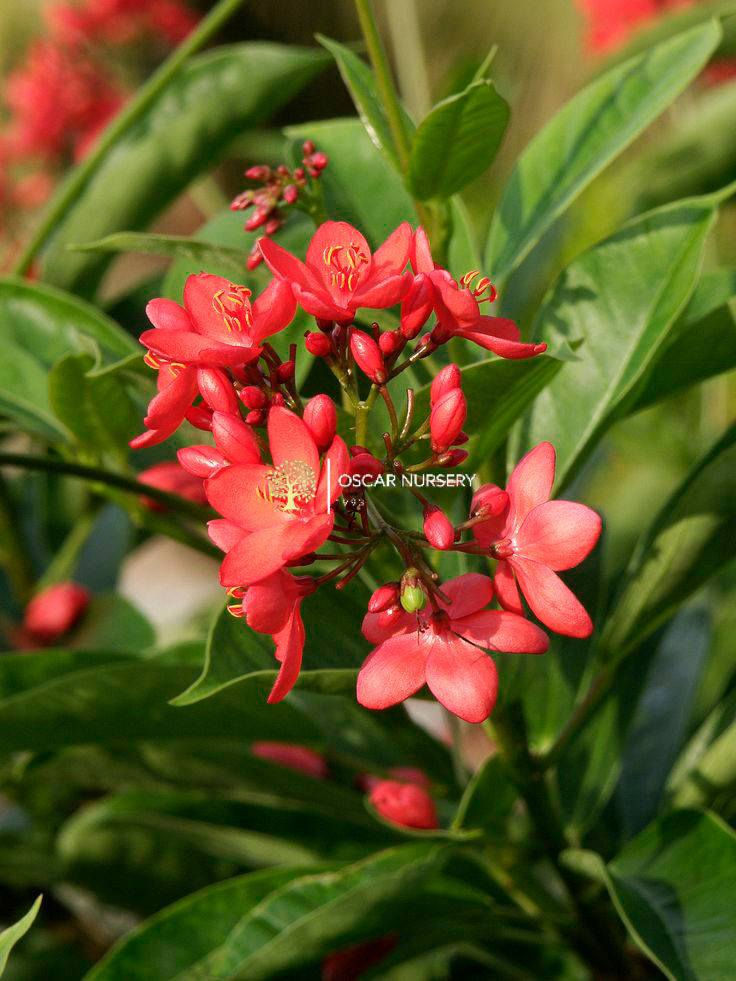 🌱 متوفر الآن في مشتل الأوسكار 🌱
نبات الجاتروفا الأحمر (Jatropha)
نبات زينة مميز بأوراقه الجميلة وتحمله العالي للحرارة وقلة السقي، مناسب للحدائق والمداخل والتنسيق الخارجي.
✨ متوفر بحجمين: 🔸 حجم صغير: 5,000 دينار
🔸 حجم كبير: 12,000 دينار

📍 زورونا في موقعنا:
مشتل الأوسكار – حي الحنانة – شارع نجف _ كوفة
(مقابل غرفة تجارة النجف و فريندز كافيه ومطعم شريف– مجاور متنزه الحنانة العائلي)

🕗 أوقات الدوام:
من 8:30 صباحاً إلى 8:00 مساءً

📞 للطلب والاستفسار:
*********** – ***********
(اتصال / واتساب / مراسلة عبر فيسبوك)
 متوفر دفع  زين  كاش ومتوفر ماستر  
🚗 يتوفر توصيل داخل النجف
موجودين في تطبيق توترز لبعض المواد الزراعية 
أهلاً وسهلاً بكم دائماً في مشتل الأوسكار 🌹🌹🌹
