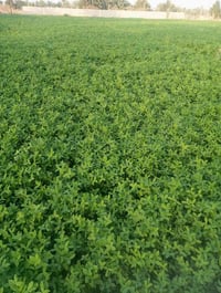 دونم ونص برسيم • قرب الشارع الصيني • للضمان