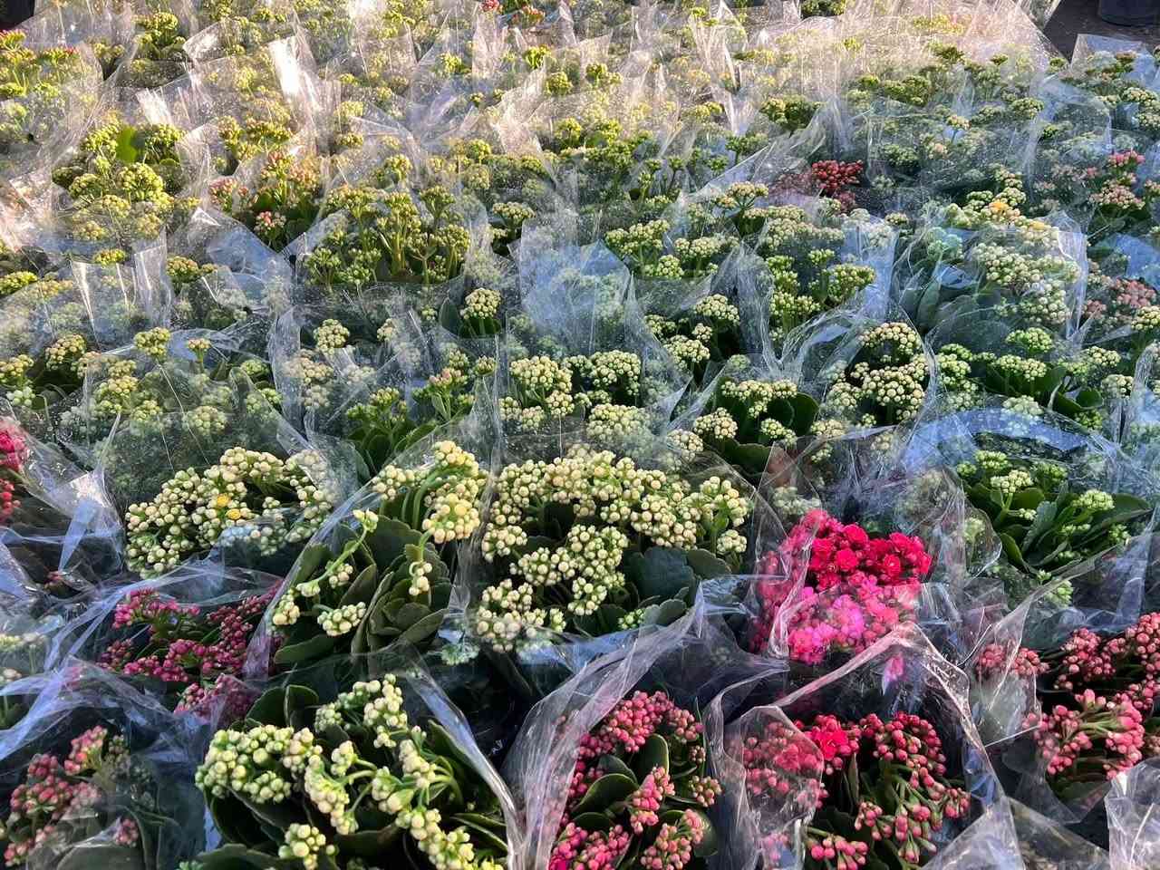 مشتل علي منار/***********
