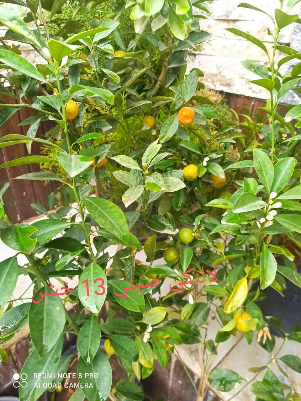 يا الله متوفر حاليا مجموعه من الحمضيات يوجد توصيل داخل كربلاء فقط


**إذا كنت صاحب هذا الإعلان وتريد حذفه لأي سبب، رجاءا أرسل رسالة إلى الدعم الفني**