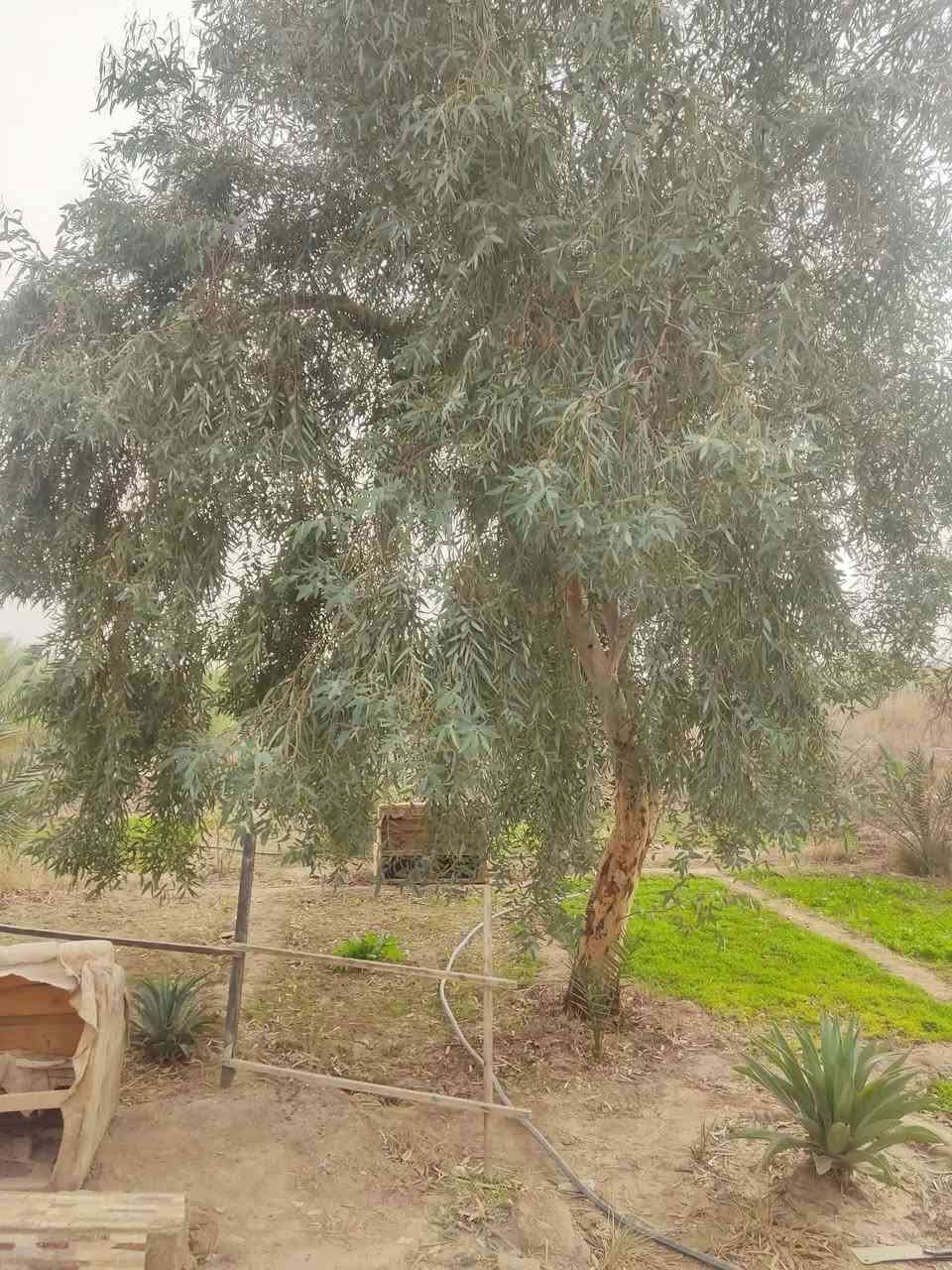 السَلآْم عَلْيُكّمٌ وٍرٍحَمُةّ الله وٍبُرٍكآتُهْ.🌿
بستان مع بيت غرفه ومطبخ وصحيات خارجية زراعي گرمه بني سعيد على نهر الحميدي على اطراف گرمه بني سعيد موقعه  خلف الهرد  النهر بصفه ماء وماطور أيضآ 

المساحه 1850متر 

البستان بيه 63 نخله ونبك ورد النخل بيه افضل نوعيه 

السعر مناسب 💵 40 وبيه مجال 

نستقبل كافة العروض سوك شيوخ وگرمه بني سعيد 

مراسله 📩 الصفحه او الاتصال 📞 على رقمي التالي
 ***********
متواجدواتساب 👆
