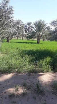 المحاويل • طابو سند25 • ٢٠٠٠م