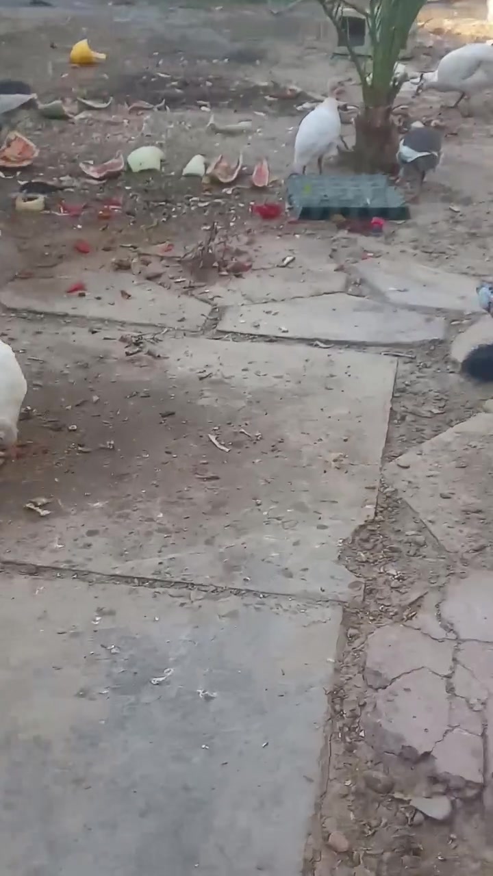 قبج فراريج العدد 5 الكل ب60


**إذا كنت صاحب هذا الإعلان وتريد حذفه لأي سبب، رجاءا أرسل رسالة إلى الدعم الفني**