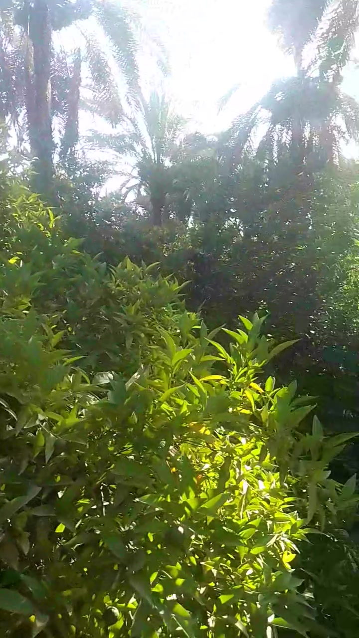 السلام عليكم
للبيع 
بستان ملك صرف المساحة دونم واحد في منطقة ابو سريويل 2 قرب عمار الوكيل كامل الخدمات ماء كهرباء تبليط قريب عليه حصة ماء من نهر دجلة يحتوي على اشجار النخيل 🌴🌴 والبرتقال 🍊🍊 والحامض بستان مخدوم تفاصيل اكثر الاتصال على الرقم التالي 
***********
*********** ابو وسام

