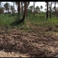 دونم ٢٥٠٠ • طابو زراعي • مزروعة نخيل