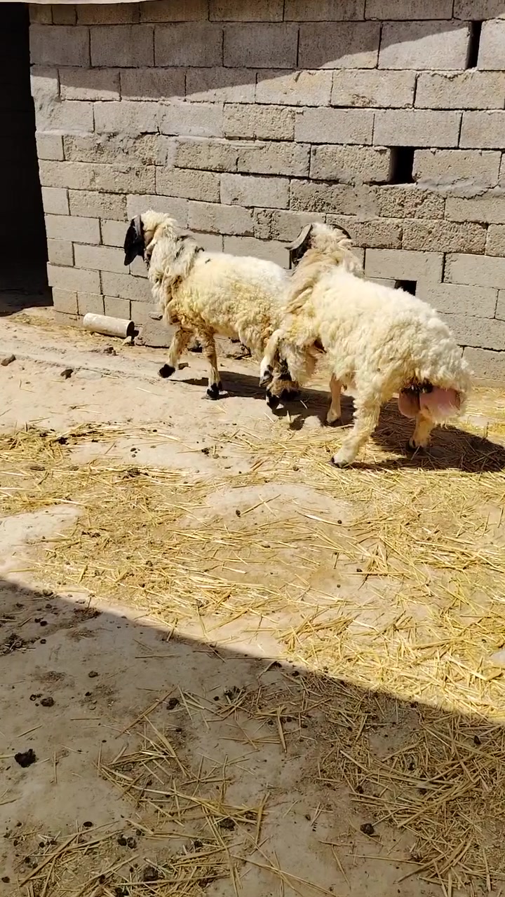 خروف فول لحم يرهمن ذبح أو يرهمن فحل على گل عيب ايذب فوك ال 25 گيلو مكاني مقابل جامعة تكريت للاتصال ***********

