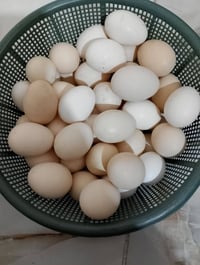 بيض دجاج • طبقتين • شمسي كويتي