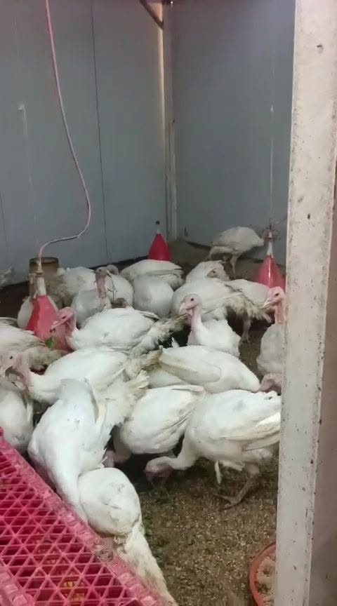 فسيفس للبيع وزن ٦ كيلو السعر ٤٥٠٠٠ألف محافظه واسط تواصل ع رقم الهاتف ***********
