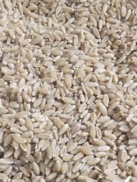 حنطه عربيه بنت الچيس طن أونص مكلف بل نشر07701026536