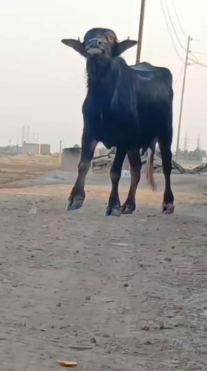 اللهم صل على محمد وال محمد جاء موسى وال حليب خير من الله جواه الشفل جاء موسم فراتي مشروطه زقطه وعيب جاموسهم الجناي حليب خير من الله المكان ميسان***********
