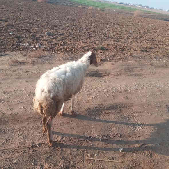 انعجه لبيع مال ربط اعشره ٣ أشهر
السعر ب  ١٢٥ قفل 
***********
