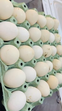 بيض دجاج • جاهز للأكل • جاهز للتفقيس