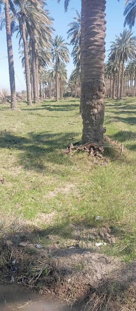 سلام عليكم كاع البيع دونم ونص سند 25تحويل 
بسمك موقع كاع المسيب الجيلاويه خدمات 
بي 50نخل خدمات كهرباء ⚡️ خط مولده مياه 
ساله مياه نهر تبليط يبعد عنه 500متر تصلح دار 
🏠 سكن ومزرعة الاستفسار عل راقم ‭

‭0771 827 6386‬
