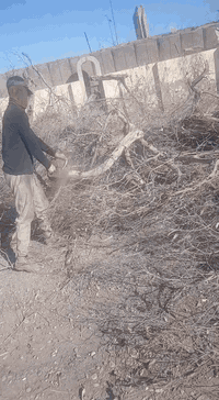 - قطع و تقليم الأشجار الكبيرة
- قطع و تنظيف النخيل
- وقطع الأشجار الميتة

 وتنظيف الحدائق

  *********** واتساب 
***********
