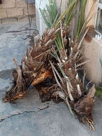 فسائل مكتوم احمر سته اليريدهن ابيعهن ايخابرني 07736413795 اليوم شلعتهن