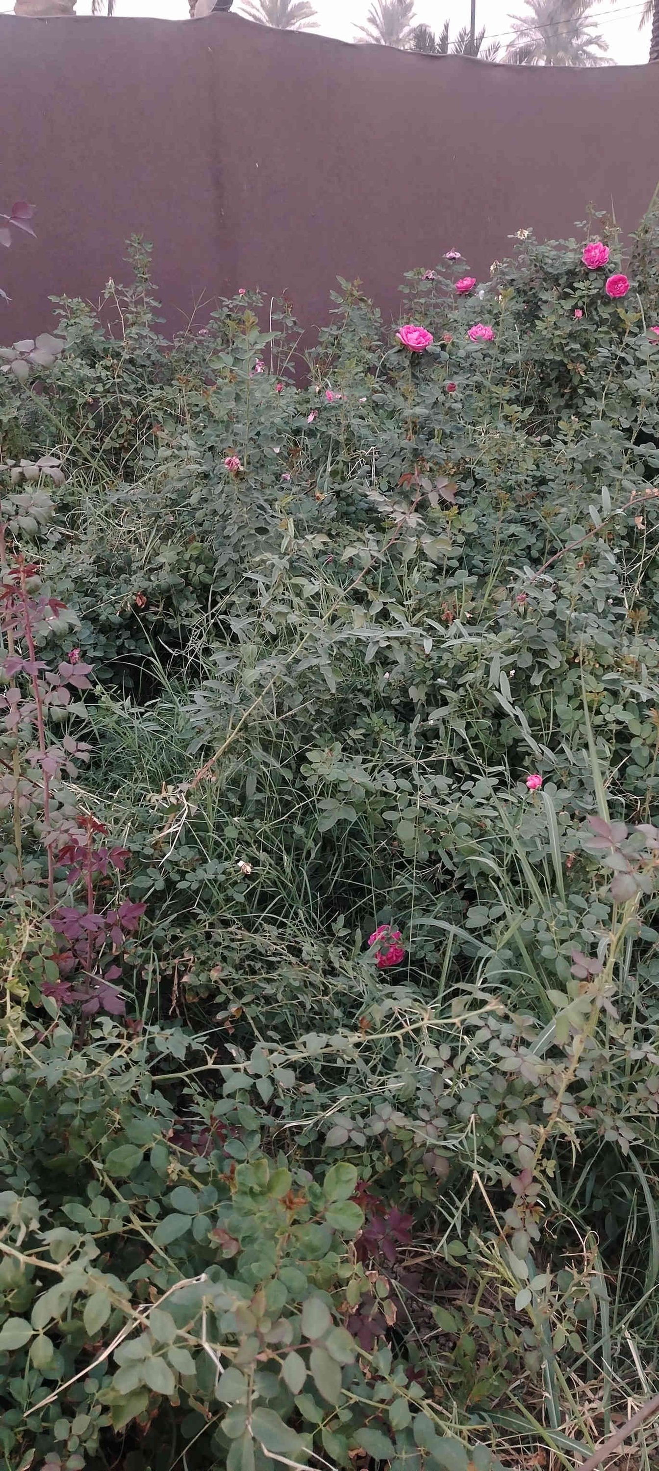 كلشي جاهز جمله مفرد طريق حله نجف الرارنجيه ماكو توصيل 
***********
