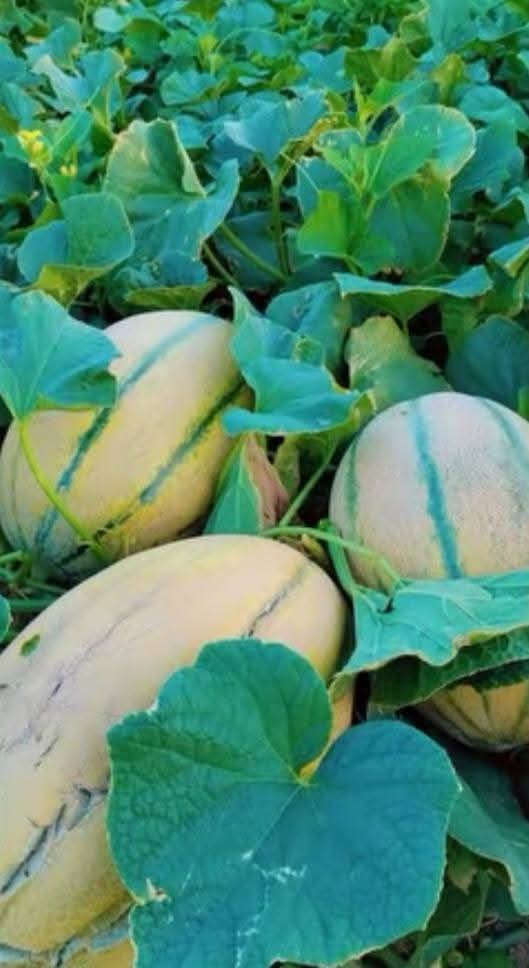 السلام عليكم يوجد بذور بطيخ درجه اولى ***********
