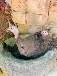 بصراويات للبيع • ديوك بصره • صواصي بصره • ديك ابو ركيبه • دجاج بصري • ...