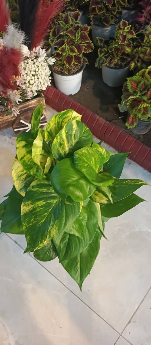 نباتات داخليه وخارجيه


**إذا كنت صاحب هذا الإعلان وتريد حذفه لأي سبب، رجاءا أرسل رسالة إلى الدعم الفني**