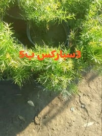 للطلب٠٧٧٦٢٣١٦٥٠١ واتساب التوصيل داخل بغداد فقط