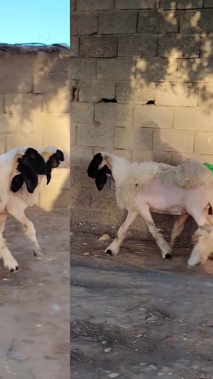 فطايم درجه اولى واحد عله واحد وينهم العشاكه العمر (7)اشهر فول مواصفات بدون نقاش من امهات فاخرات وكل الهلاه بجنايت الأصيل المكان واسط قضاء النعمانيه الاتصال على الرقم للبيع الشراي يتصل ويدلل
***********
***********
