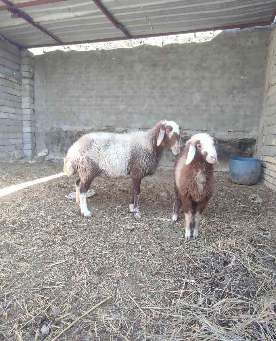 عمي هاذ الجمال ام ثالث النعجه عمي البطها رابع 
نعجه للبيع مطفل او مضرع منزله النعجه سعرها 750سمينه خير من الله
 كرمه بني سعيد ***********
