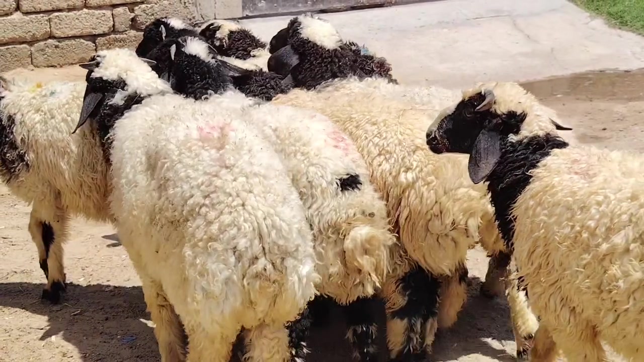 من رخصت الأدمن
اخوان للبيع طليان العدد 10 +فطايم العدد 3 طليان ناصحات شرط النصاحه تريدهم ربط او ذبح درجى أولى ابيع شلع مكاني صلاح الدين بيجي للاتصال *********** /***********
