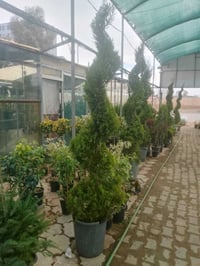 مشتل ميرنا • توصيل أربيل • تنسيق حدائق