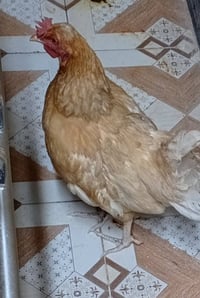دجاجه بياضه • حلوه