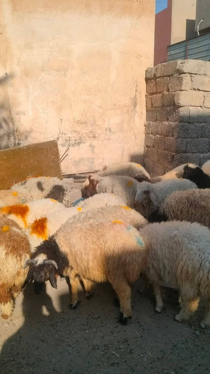 خرفان درجه اوله مال مجنوي حلوات مكفولات عله كل عيب شرط النصاحه العدد 25بيهن فطايم 5مكاني بيجي حي العصري الاتصال ع رقم ***********
