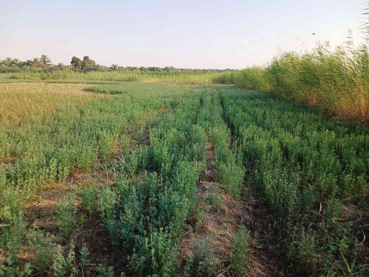 سلام عليكم ارض زرعيه البيع مساحه 40دونم عقد عله 117اله حصه ماء تبعد عن شط 500متره  مزروعه جت أو مشجره نخال أو حمضيات تبعد عن تبليط 500متره واسط الصويره للاستفسار ***********
