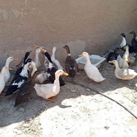 بط خشن • نظيف • قرية النمرود