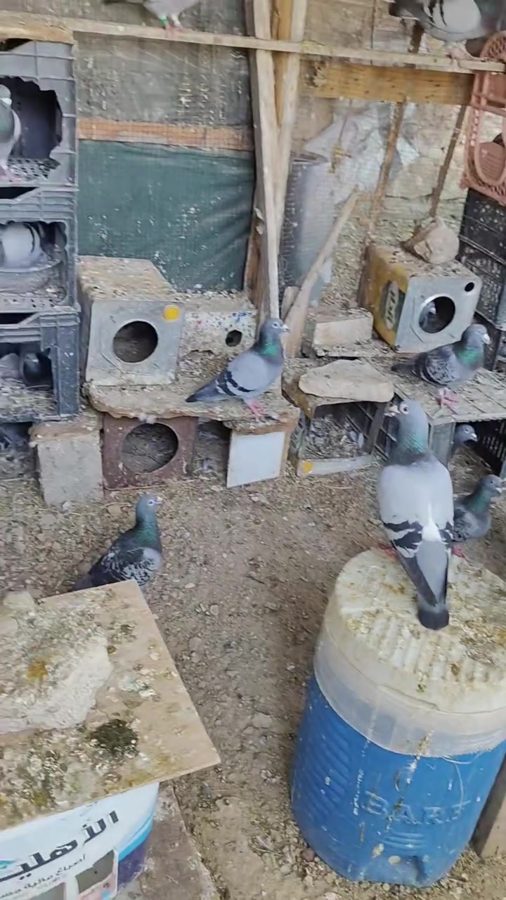 12 زوج زواجل كلهم شرط بيض وفراخ زوج على 12 ألف وبيهم مجال لشراي فقط ادا مو شراي لا تجي


**إذا كنت صاحب هذا الإعلان وتريد حذفه لأي سبب، رجاءا أرسل رسالة إلى الدعم الفني**