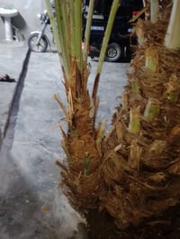 فسيلة • كركوك