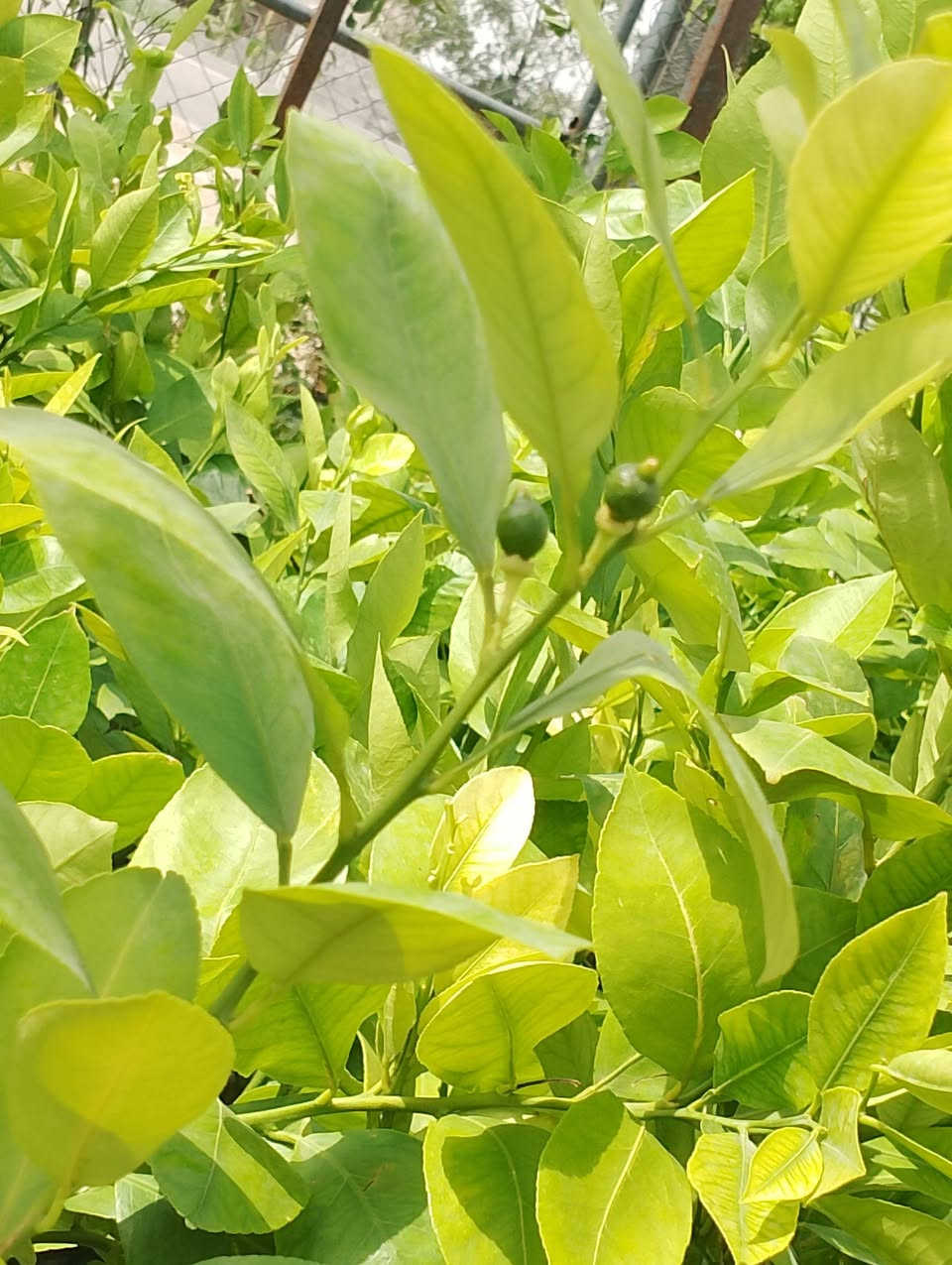 عرض خاص لمدة محدودة 

النومي حامض 🍋 العراقي.. توفر لدى مشتل الزهور  بسعر الف دينار. فقط.     كمية محدودة.   سارع بلحجز  كنعان مجاور محطة ازاد زورونا وكل الهلا بيكم 
***********
