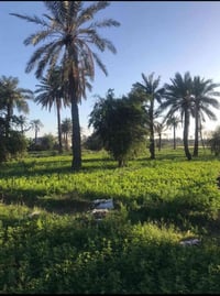 الجزيره الريان • دونم • طابو صرف زراعي