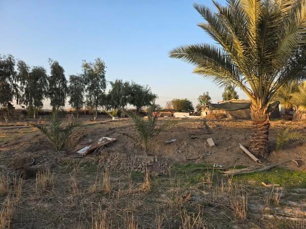 مزرعه للبيع 4 دوانم وجها  ع تبليط تبعد عن طريق الدغارة ديوانيه 700 متر// بيه مشتمل سند 25 بيها اجازه بستنه   خلف مطعم 🍴 واثق قرب معمل الزفت/***********
