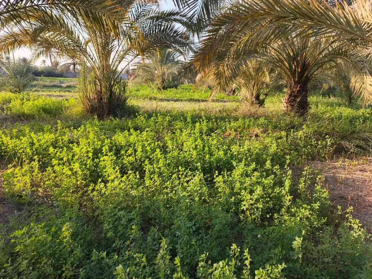 خوان سلام عليكم شاطئ وبستان للبيع بيه انواع النخيل 
وهاذه رقم الاتصال ***********
العنوان الناصرية ناحية الفضليه قريب على ال محينه
مكلف بنشر
