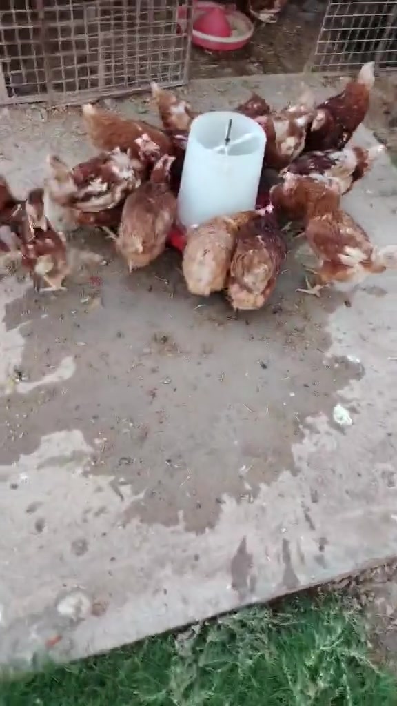 دجاج.بياض.الدجاجه.اب5الف


**إذا كنت صاحب هذا الإعلان وتريد حذفه لأي سبب، رجاءا أرسل رسالة إلى الدعم الفني**