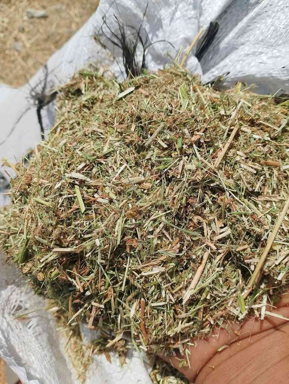 متوفر جت مكروض مال بزر مابي اي دغل او طوز نضيف حيل سعر الطن 400.   *********** واتساب 

العنوان بغداد اليوسفية 
الكميه 10طن تقريباً
