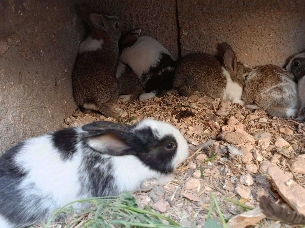 سلام عليكم افراخ ارانب للبيع عدد 12 فرخ سعر الزوج 4 لاف وبيع شلع شراي تفضل خاص


**إذا كنت صاحب هذا الإعلان وتريد حذفه لأي سبب، رجاءا أرسل رسالة إلى الدعم الفني**