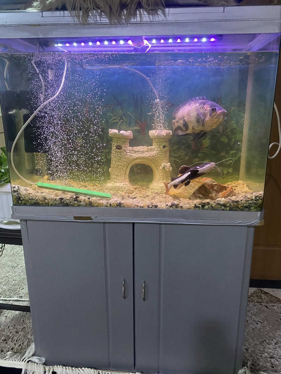 حةوزى ماسى قياسى كةورة دريزى ٨٣ سم و فلتةرى شةريكة و ليدى ٦٠ سم خوى لةكةلة و ميزى شةريكةى لةكةلة و كاملة


**إذا كنت صاحب هذا الإعلان وتريد حذفه لأي سبب، رجاءا أرسل رسالة إلى الدعم الفني**