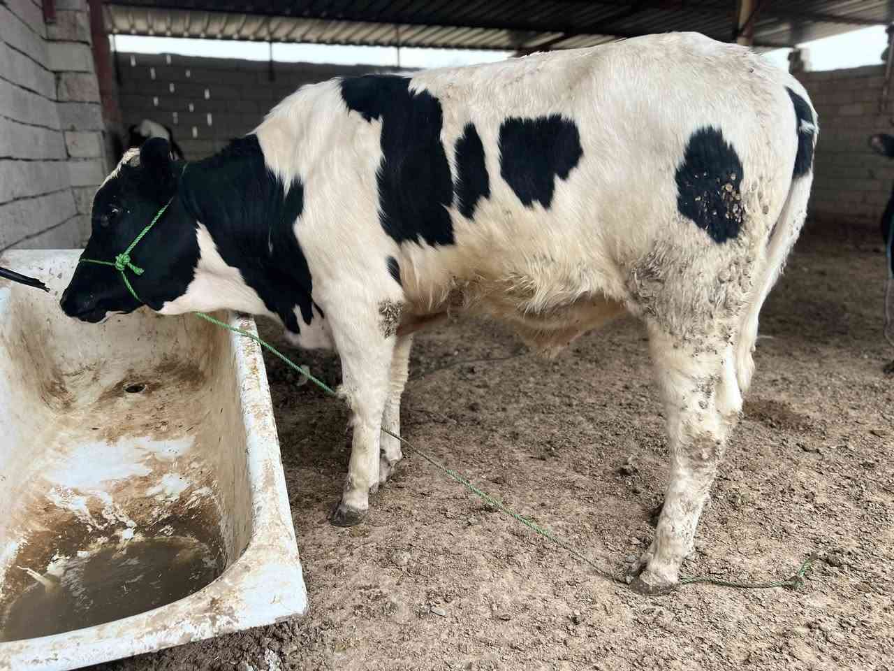 قصابة الطيبات 
ذبح باجرحولي قوزي 
لسنا الوحيدين لكننا الافضل
ناحية الشورة بل قرب من أسواق العلي الشياب 
بإدارة ابو زيد


**إذا كنت صاحب هذا الإعلان وتريد حذفه لأي سبب، رجاءا أرسل رسالة إلى الدعم الفني**