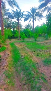 يوجد نصف دونم للبيع طابو زراعي سند25 العنوان بغداد الراشديه قرب البحير...