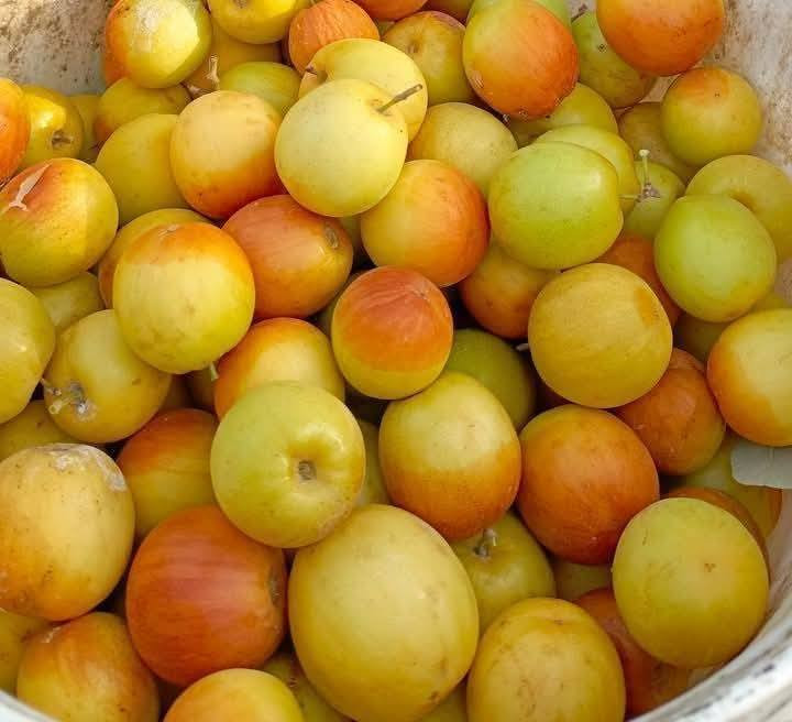 🌿 على بركة الله 🌿
جاهزين لتطعيم كافة أنواع السدر
(صغير أو كبير) بدقة واحتراف 🌱
(تفاحي 🍎 – باكستاني 🇵🇰 – زيتوني 🫒) 🌳
✨ عمل مضمون وخبرة مميزة
📞 للحجز والاستفسار 
***********
***********
