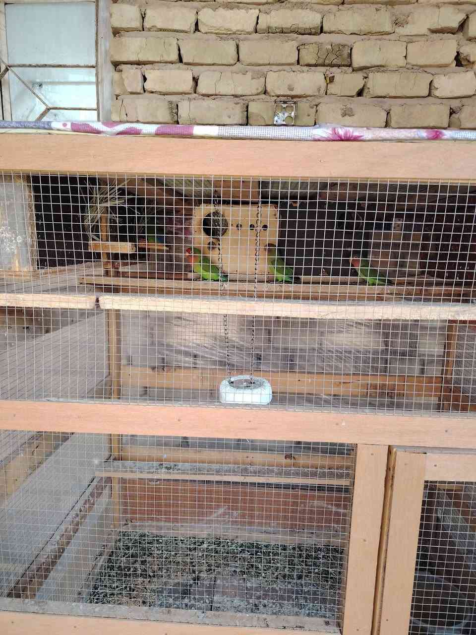 قفص احطاطه مرتب وقندورات 9
8 خضر و1 صفره
للبيع شلع قفص كامل هوه والقندورات العدد 9 
سعر  225
مكان فلوجه يم مرطبات مشمشه
الرقم ***********
