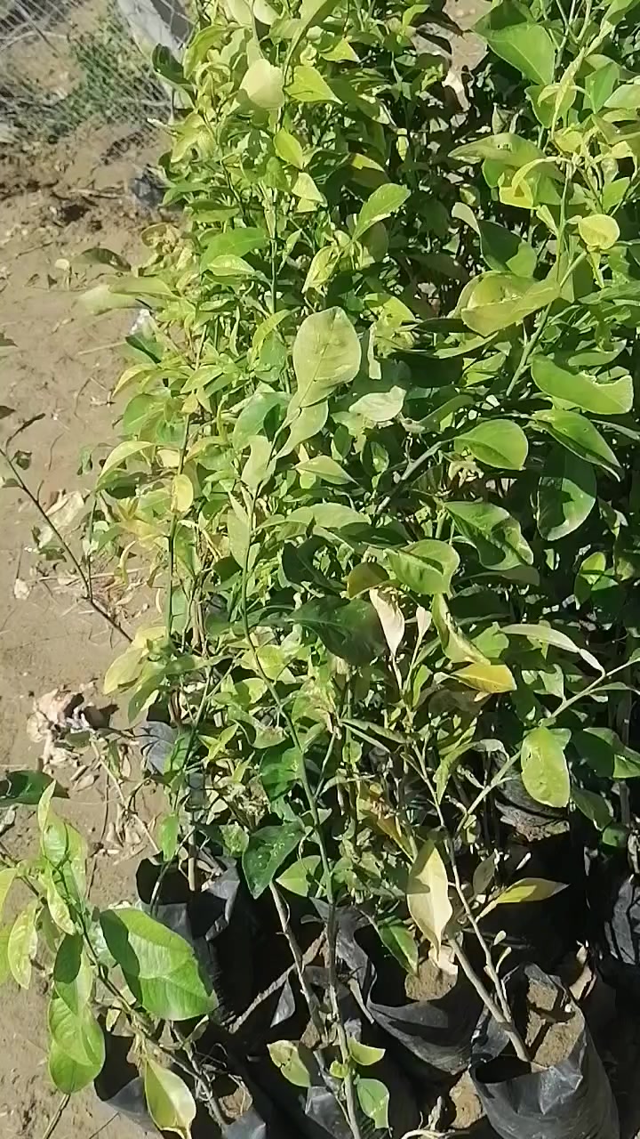 عروض عروض عروض
نهاية موسم وزرع بلاش بسعر التكلفه وتدللون
النجف الاشرف ناحية الحريه ***********
