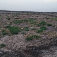 الهمسانيه • عقد 117 • ٥كم طريق حله نجف